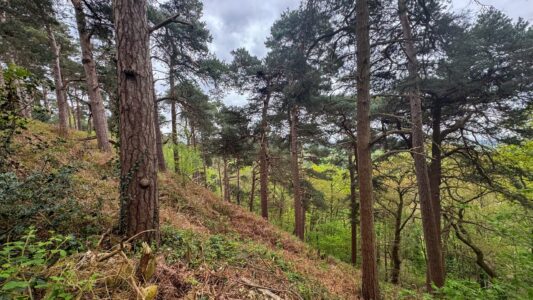 Corbet Wood Countryside Heritage Site 4